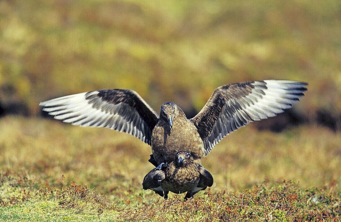 Skua or Northern Skua Stercorarius Skua mating Northern Skuas are living near the coastlines of Northern Europe and are famous for their aggressivity and their Cleptoparasitism They are breeding in moor and heather areas close to the seashore Their win
