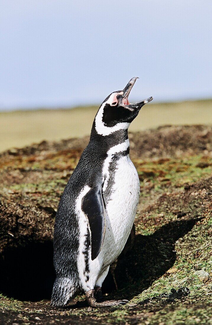 Magellanic penguin Spheniscus magellanicus trompeting at burrow in an typical overgrazed environment of the Falkland Isands The natural Vegetation for coastlines is Tussock Gras The range of Magellanic Penguins is primarily patagonia and the Falkland Is