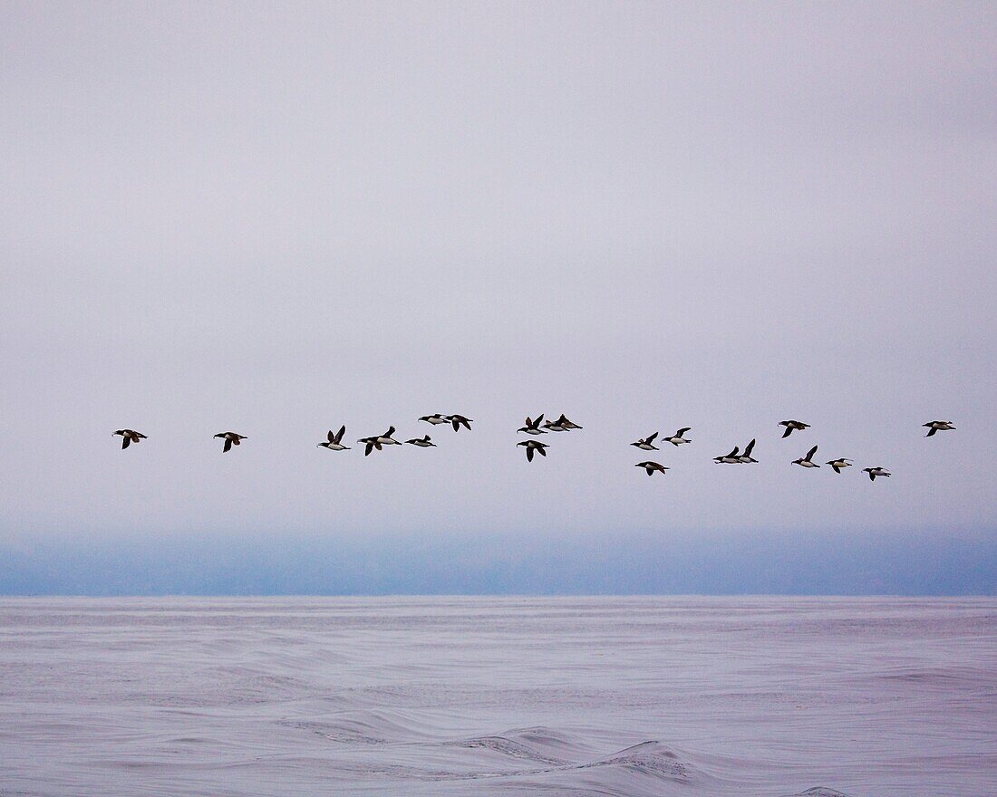 A flock of Common Murre Uria aalge in flight over the Pacific Ocean, off the coast of California, after fishing in the open ocean, as seen from a whale watching boat ORDER: CHARADRIIFORMES Family: Alcidae Common Name: Common Murre Scientific Name: Uria a