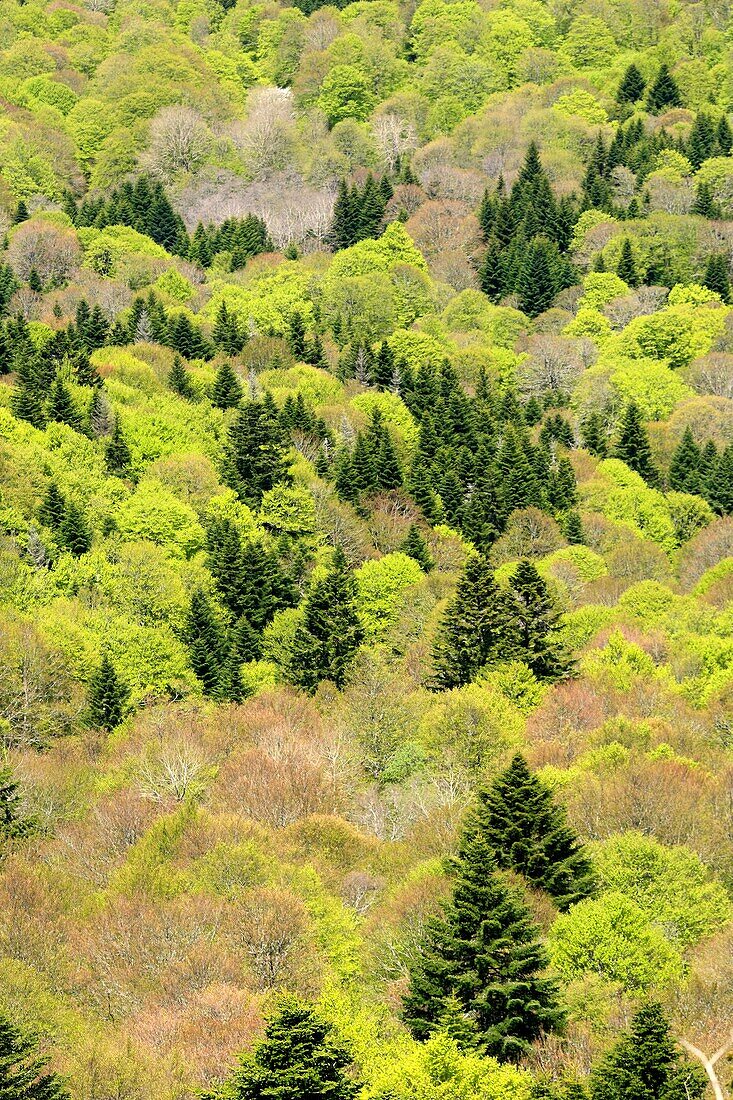 Mountains of Massif Central, Auvergne, France