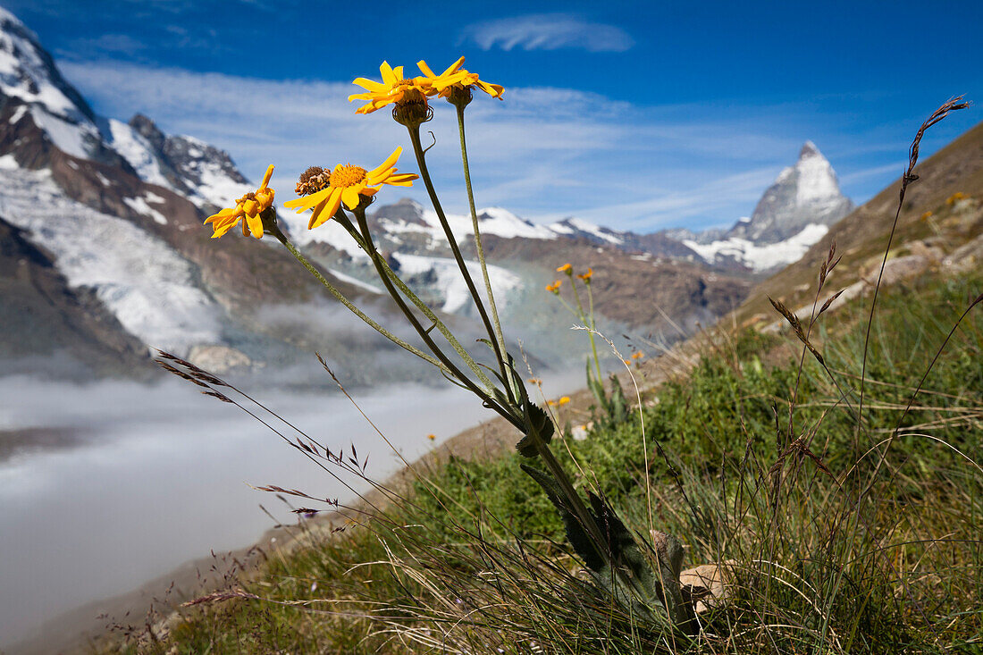 Blühendes Gemskraut, Gornergletscher, Matterhorn im Hintergrund, Zermatt, Kanton Wallis, Schweiz, Klimahörpfad von myclimate
