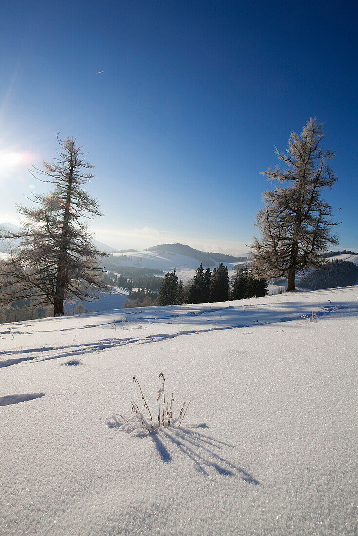 Winterlandschaft, Steiermark, Österreich