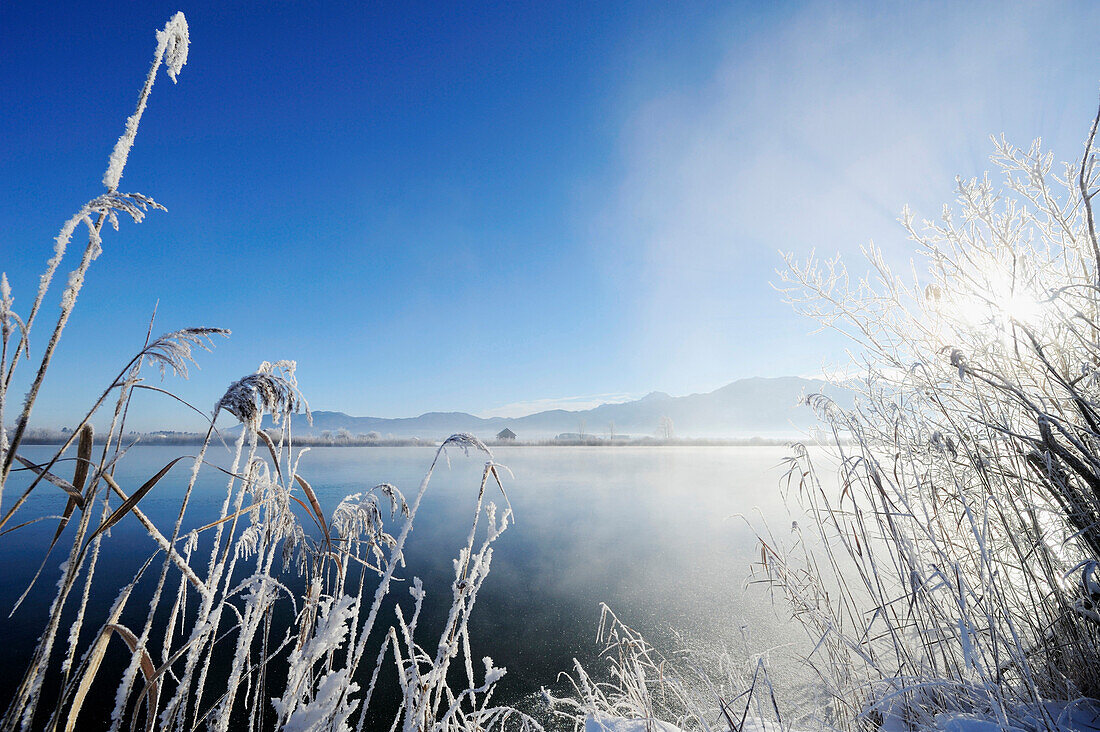 Reed with hoarfrost at lake Eichsee, lake Eichsee, Bavarian foothills, Upper Bavaria, Bavaria, Germany, Europe