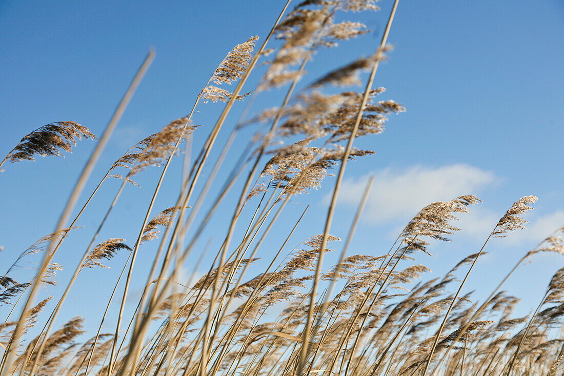 Reeds in wind, Darss, Baltic sea spa Ahrenshoop, Mecklenburg-Western Pomerania, Germany