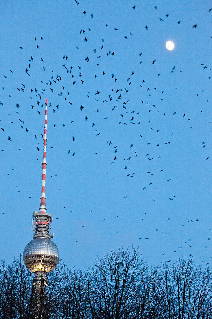 Flock of ravens around television tower, Berlin, Germany