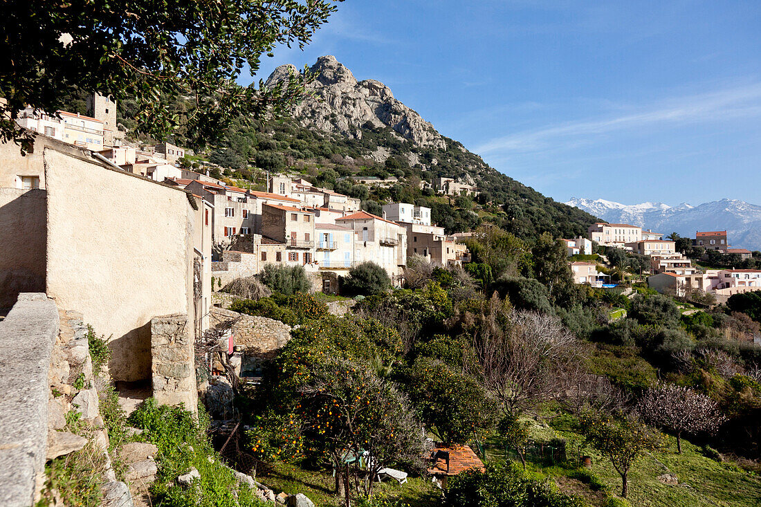 Village of Lumio above the Mediterranean Sea, houses on the mountain side and orange tree, Lumio, Calvi, Corsica, France