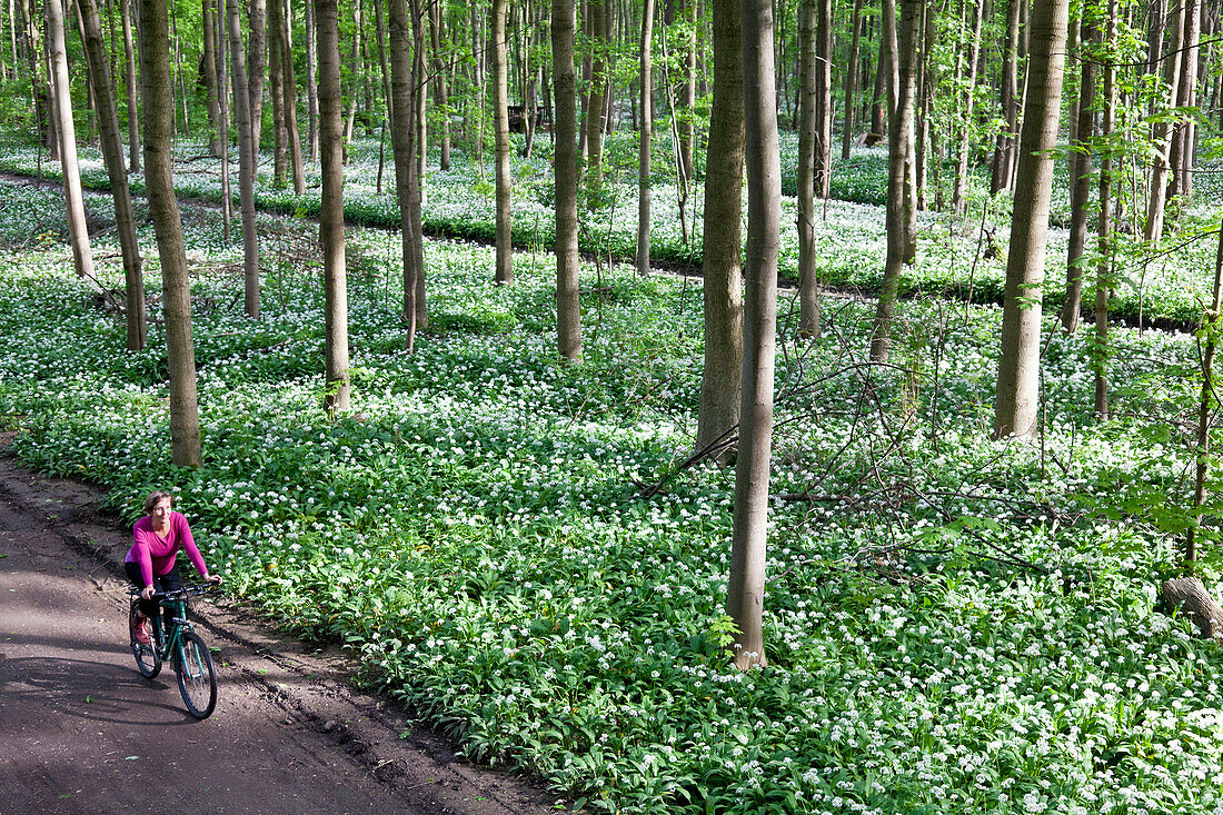 Female cyclist passing riparian forest with blooming wild garlic, Leipzig, Saxony, Germany