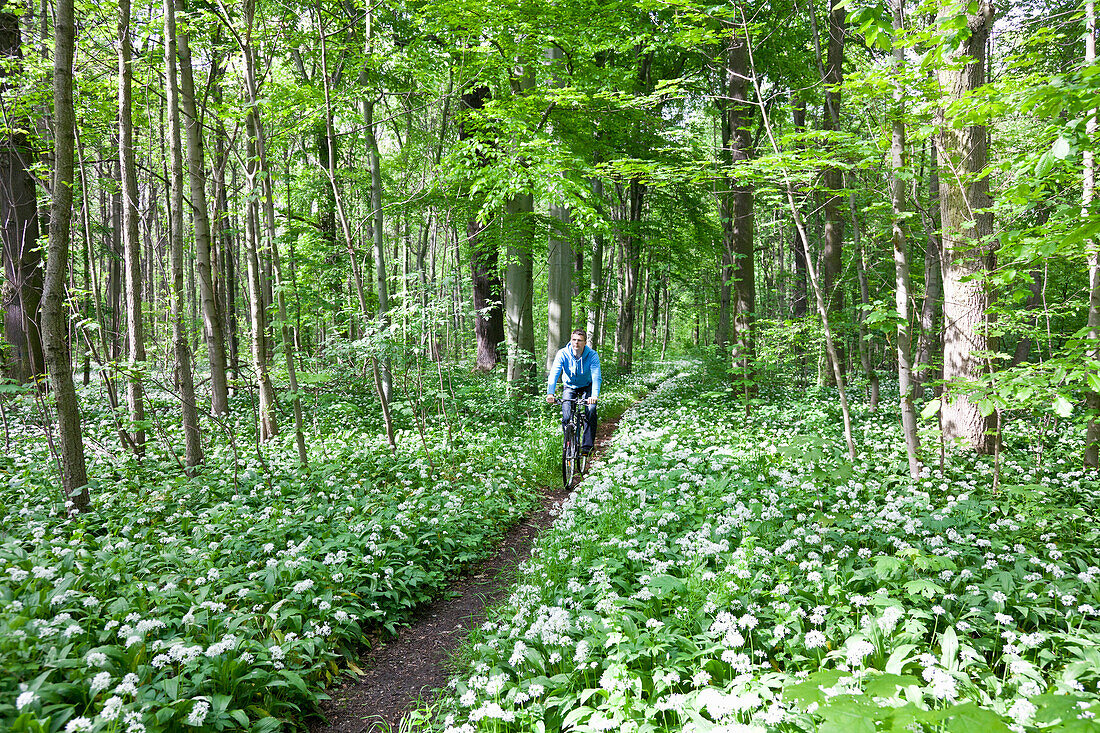 Radfahrer zwischen Bärlauch im Auwald, Leipzig, Sachsen, Deutschland