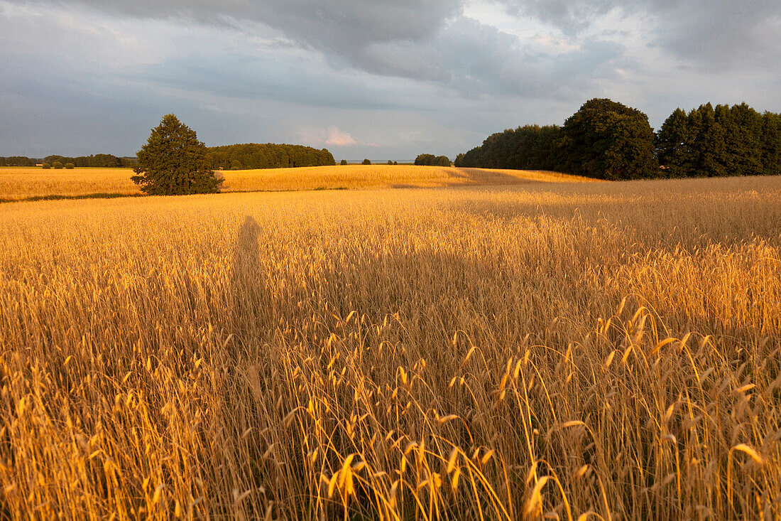 Gerstenfeld bei Gummlin, Insel Usedom, Mecklenburg-Vorpommern, Deutschland