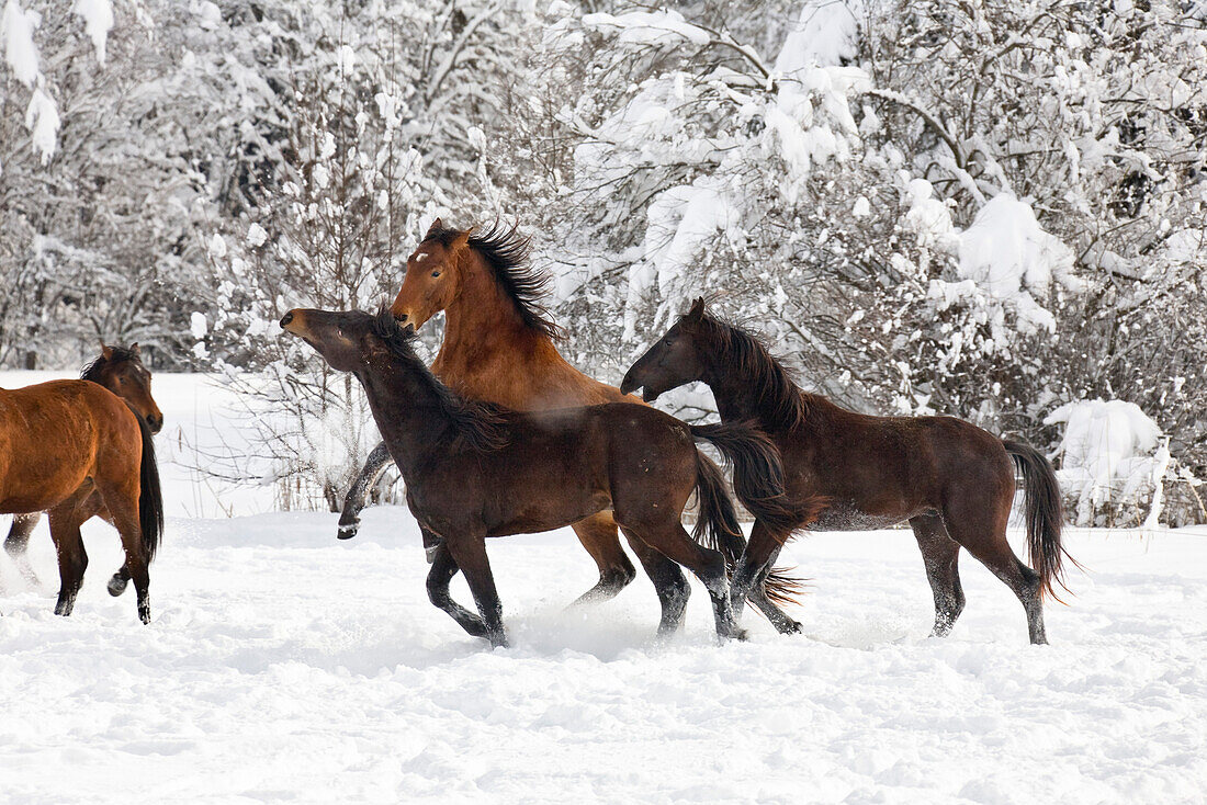 Horses (Equus ferus caballus) in snow, Bavaria, Germany