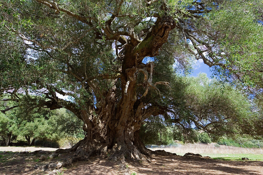 Three thousand year old olive tree, Olivastri millenari, Sardinia, Italy, Europe
