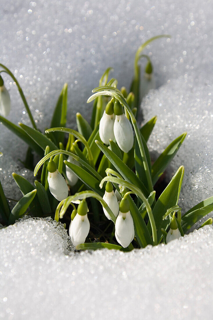 Snowdrops in the snow, Galanthus nivalis, Germany, Europe