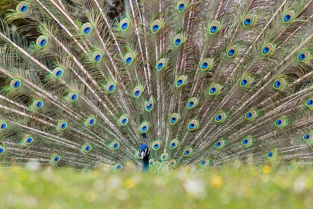 Pavo cristatus, displaying male peacock at a zoo, India, Asia