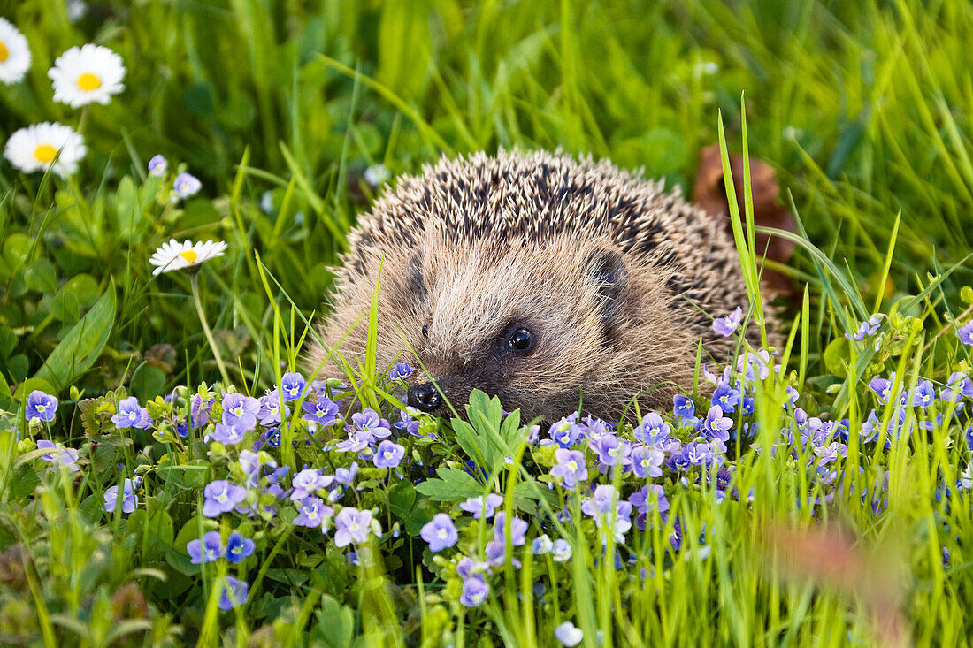 European hedgehog in a meadow in spring, Erinaceus europaeus, Bavaria, Germany, Europe