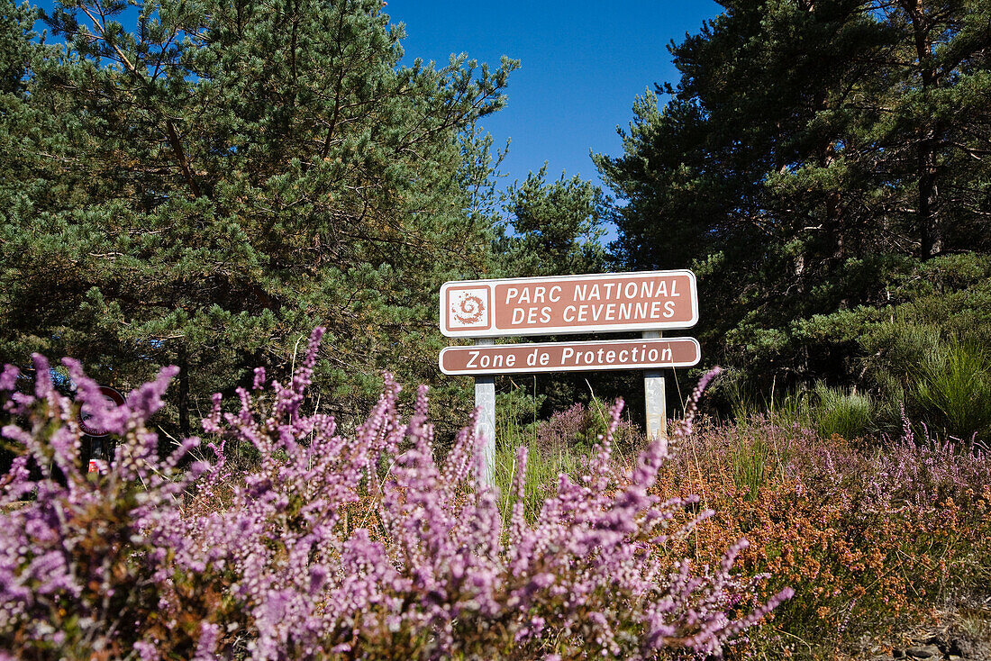 Heidekraut und Schild im Sonnenlicht, Cevennen Nationalpark, Cevennen, Frankreich, Europa