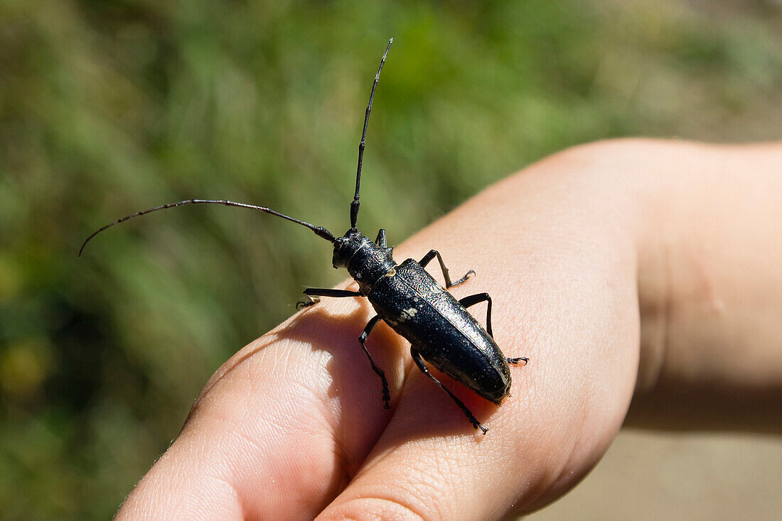 Longhorn beetle (Cerambyx spec.) on child's hand, Upper Bavaria, Germany