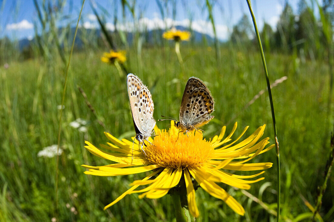 Zwei Hauhechel-Bläulinge (Polyommatus icarus) auf Wiesen-Bocksbart, Bayern, Deutschland