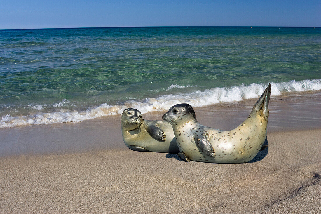 Harbor seals (Phoca vitulina) at beach, East Frisian Islands, Lower Saxony, Germany