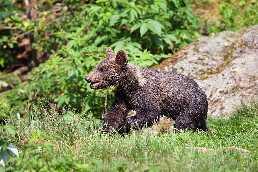 Junger Braunbär, Ursus arctos, Nationalpark Bayerischer Wald, Niederbayern, Deutschland, Europa