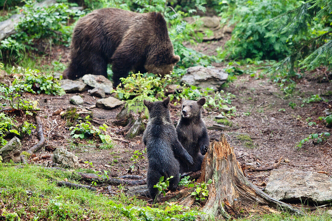 Young Brown Bears playing, Ursus arctos, Bavarian Forest National Park, Bavaria, Lower Bavaria, Germany, Europe