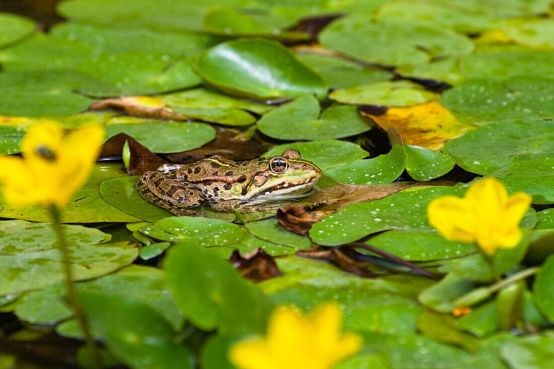 Marsh Frog (Rana ridibunda) between Water Fringe, Austria