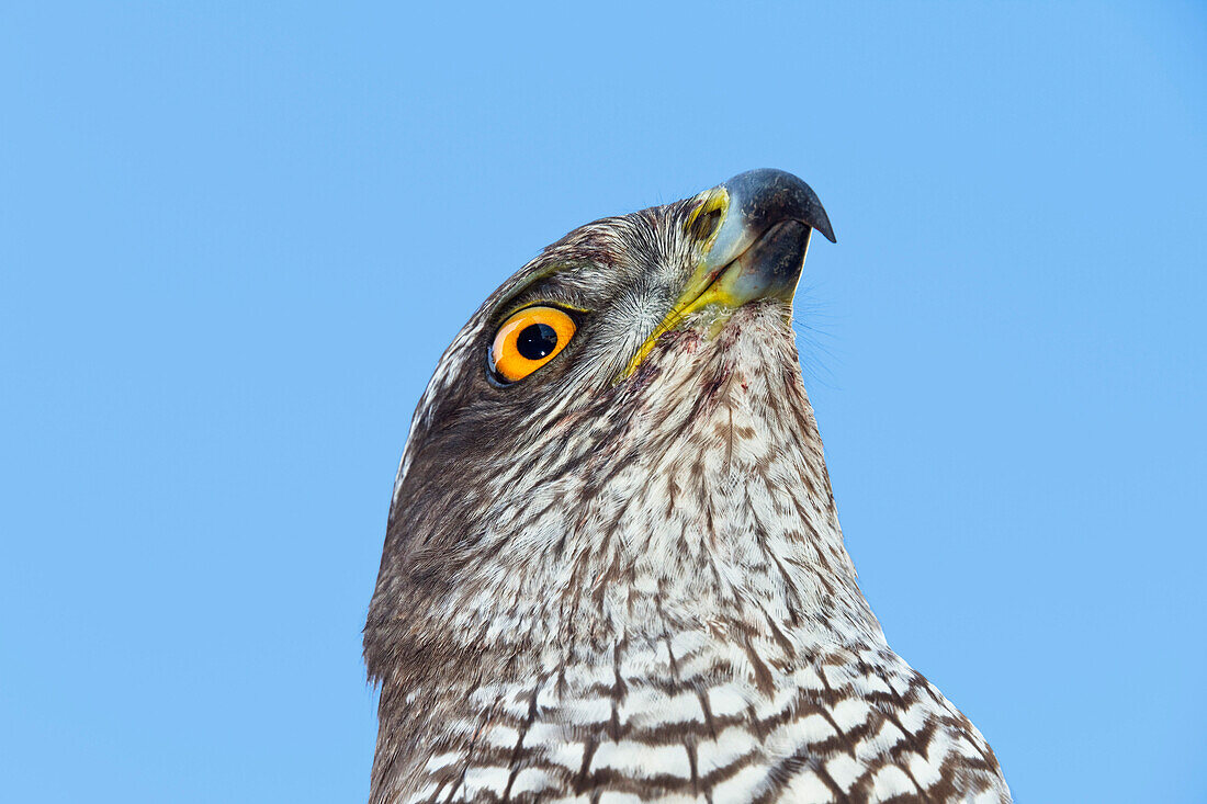 Portrait eines Habicht Weibchens, Accipiter gentilis, Bayern, Deutschland, Europa