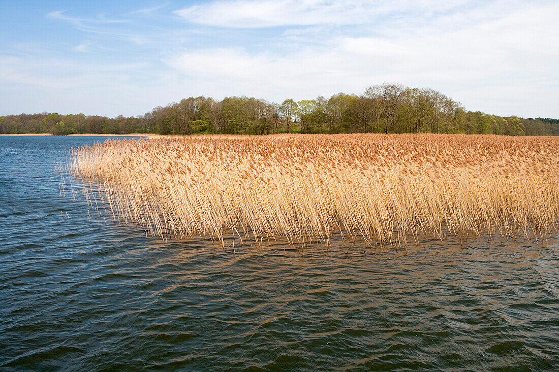 Reet am Ufer von einem See, nahe Zechlinerhütte, Nördliche Brandenburgische Seenplatte (nahe Mecklenburgische Seenplatte), Brandenburg, Deutschland, Europa