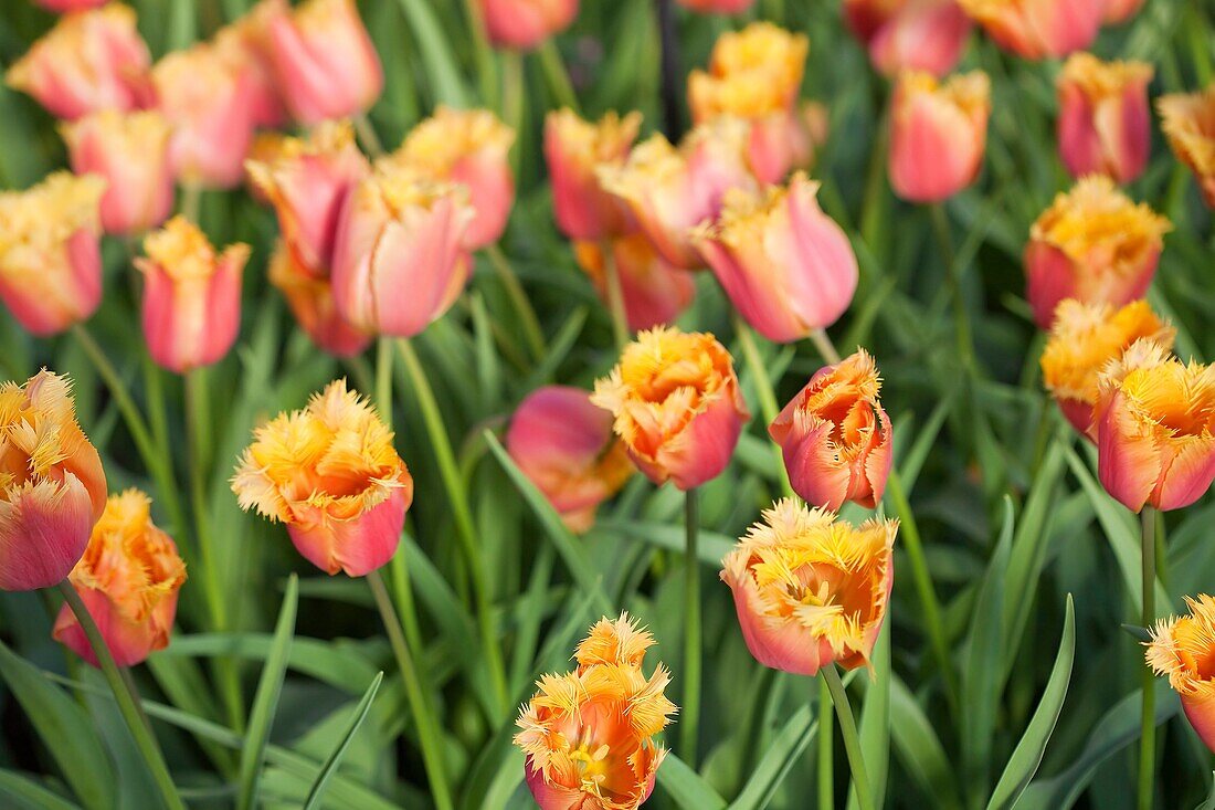 Orange Tulip Field, Netherlands