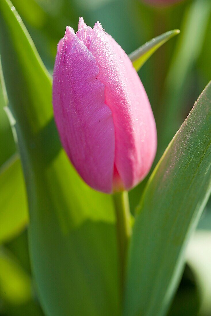 Pink Tulip, Netherlands