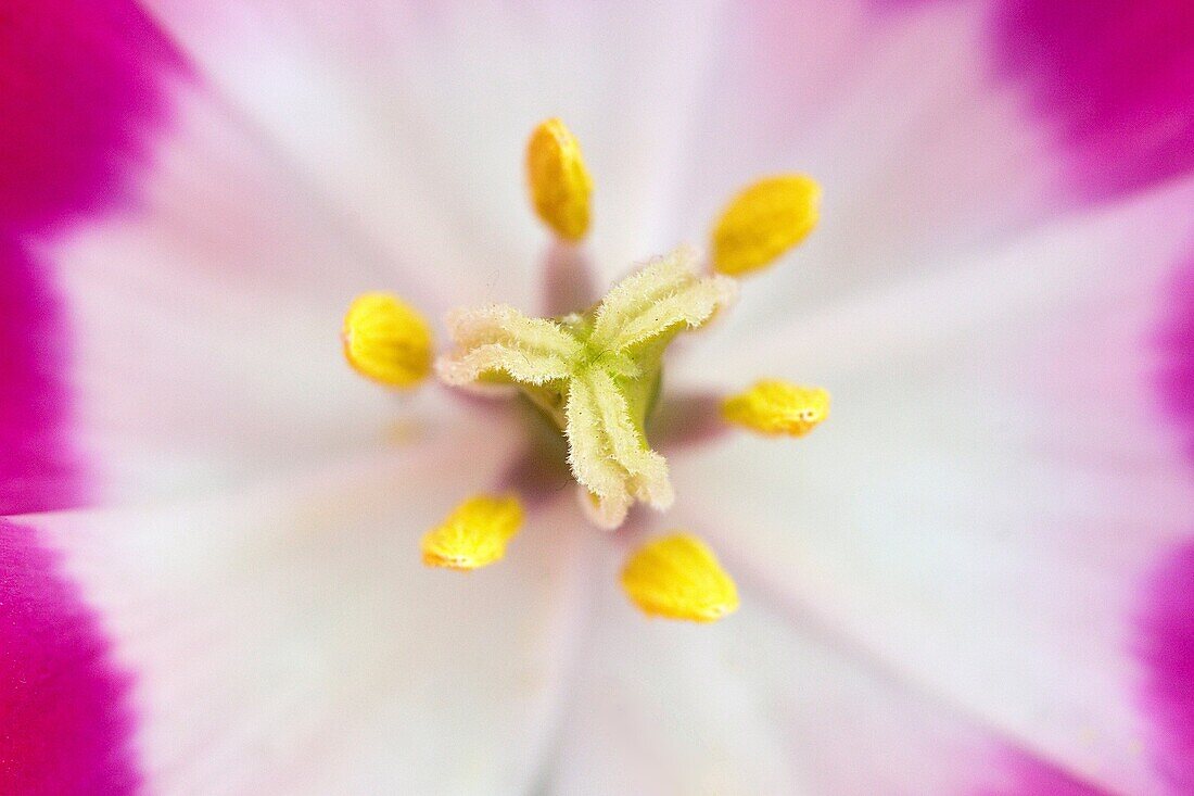 Inside of a Pink Tulip, Netherlands