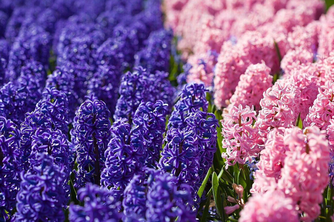 Pink and Purple Hyacinths, Netherlands