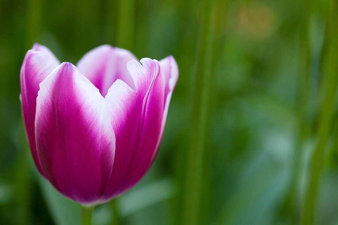 Pink Tulip, Netherlands