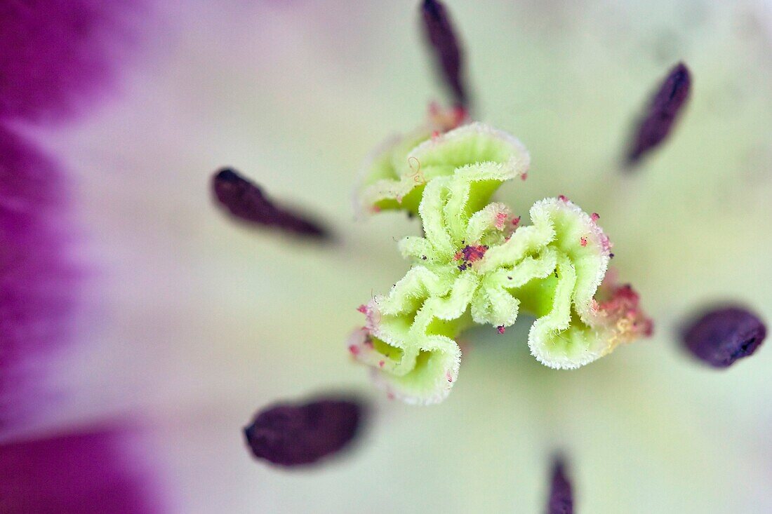 Inside of a Purple Tulip, Netherlands