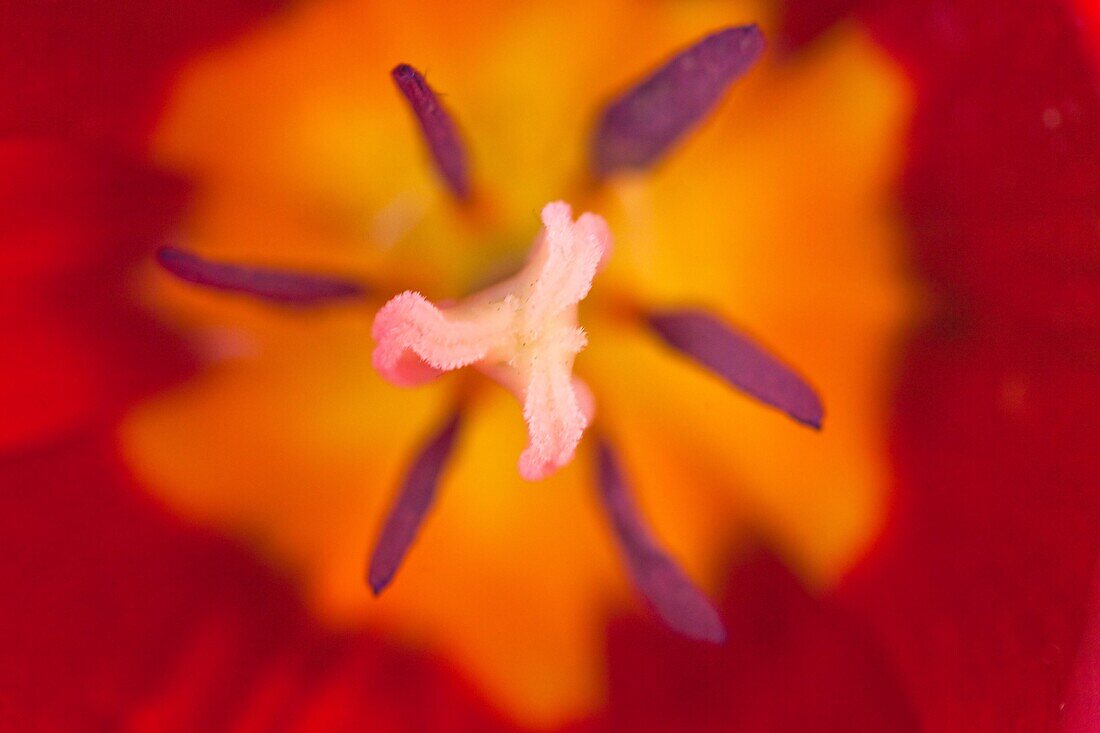 Inside of Red Tulip, Netherlands