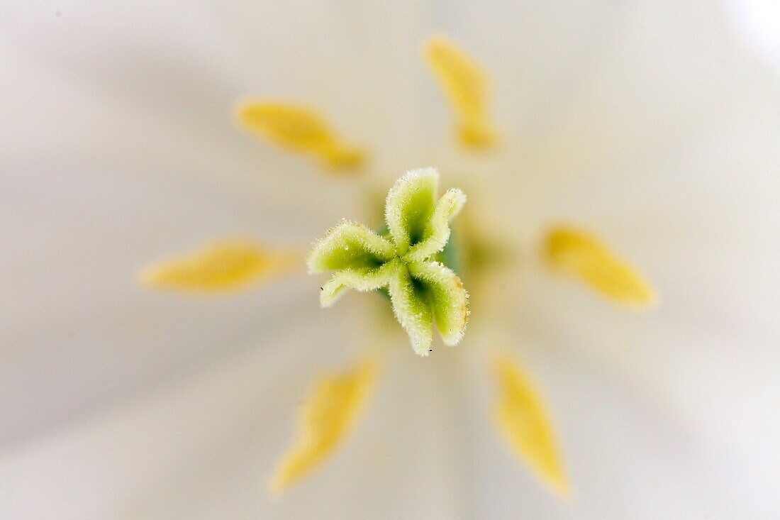 Inside of a White Tulip, Netherlands