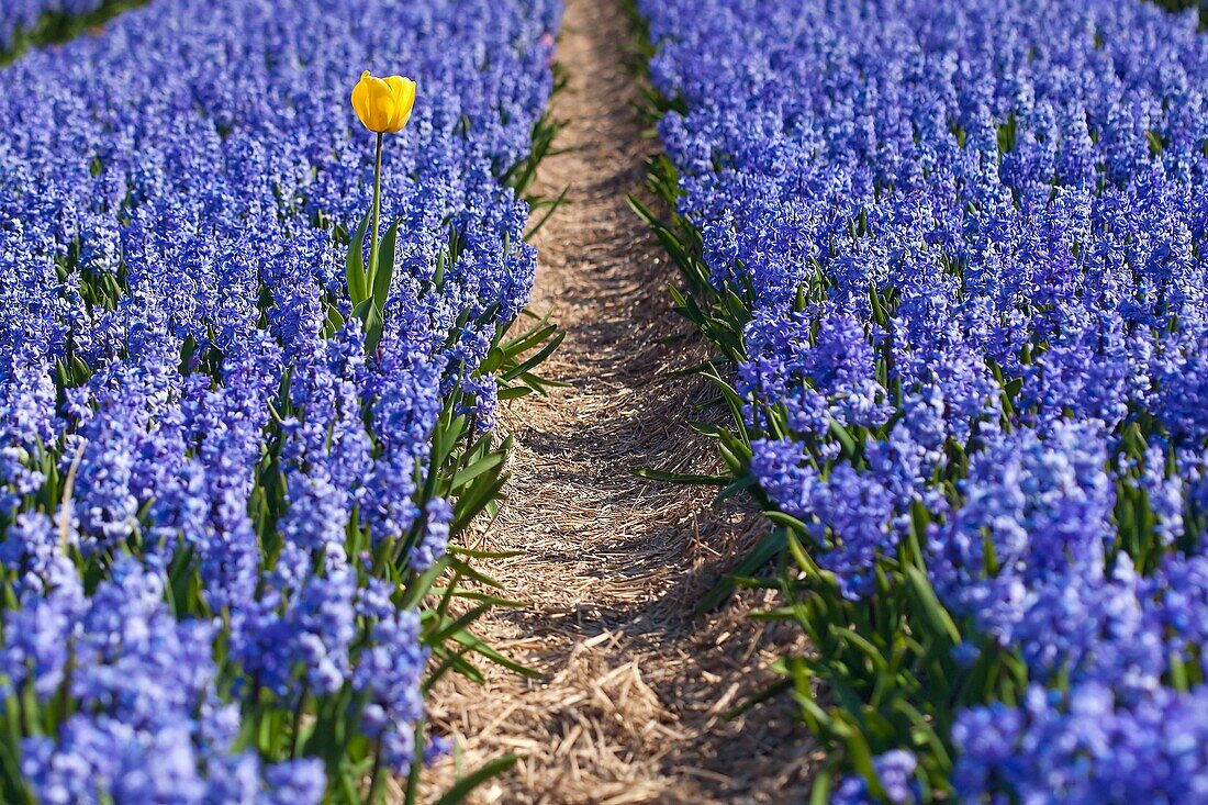 Yellow Tulip in Hyacinths Field, Netherlands