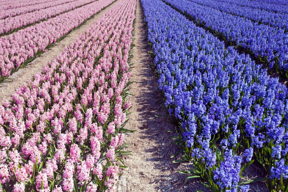 Pink and Purple Hyacinths field, Netherlands