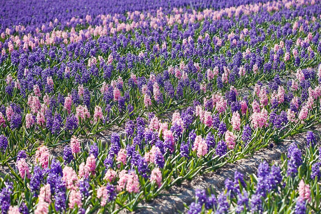 Hyacinths fields, Netherlands