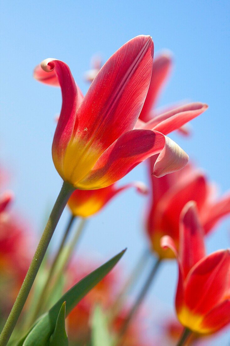 Red Tulips, Netherlands