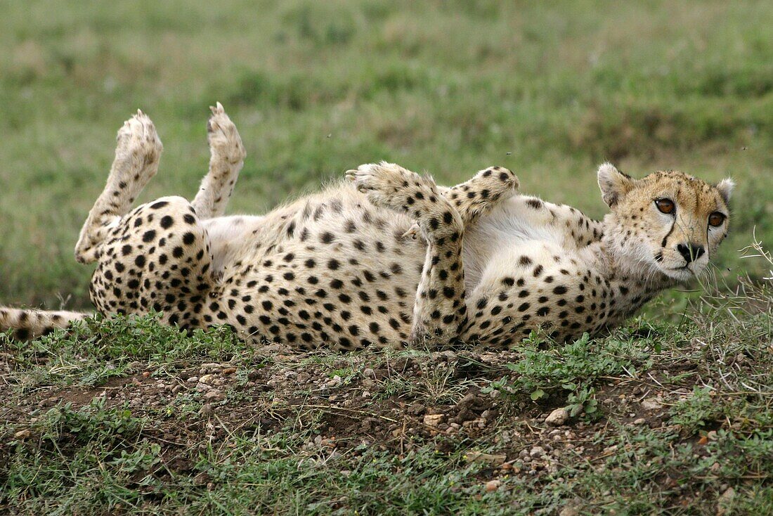 Playful Cheetah rolling in the grass, the Ngorongoro Conservation Area or NCA is a conservation area situated 180 km west of Arusha in the Crater Highlands area of Tanzania