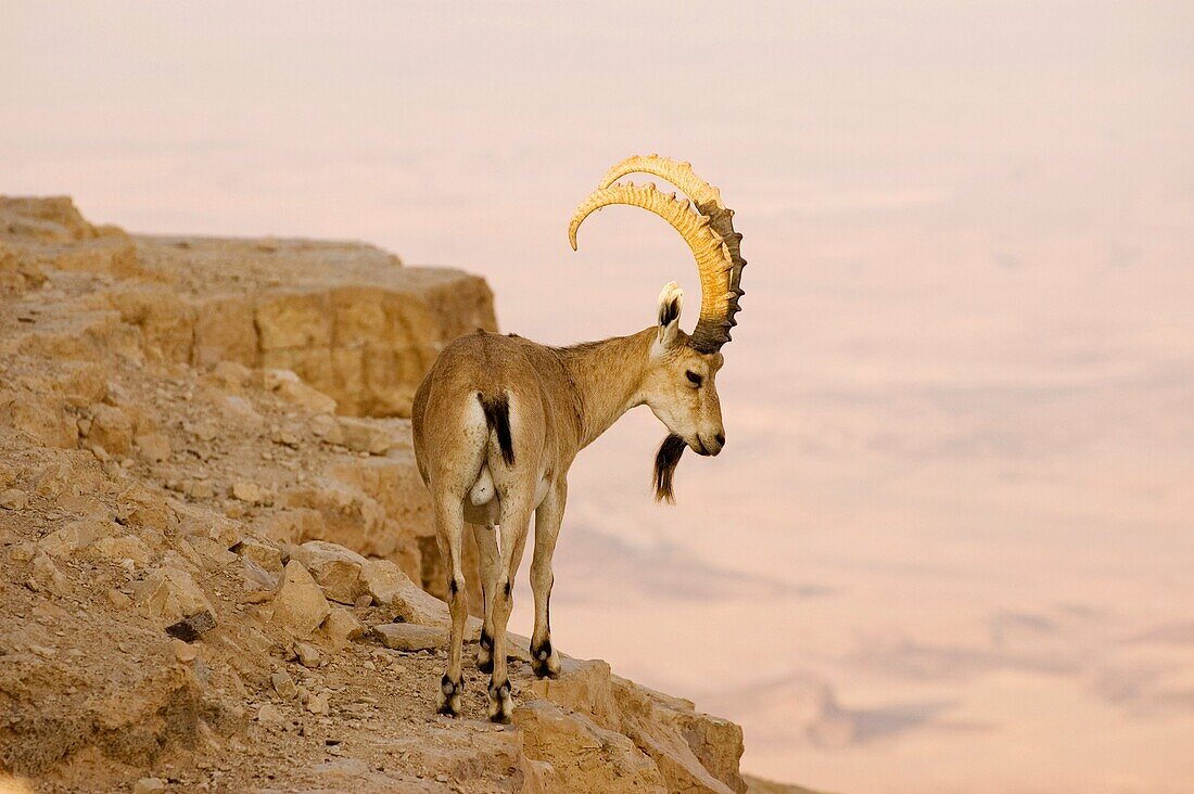 Israel, Mitzpe Ramon, Large male Nubian Ibex Capra ibex nubiana standing on a cliff