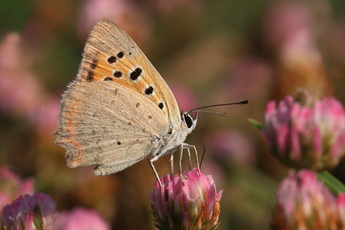 The Small Copper, American Copper or the Common Copper, Lycaena phlaeas Butterfly shot in Israel, Summer July