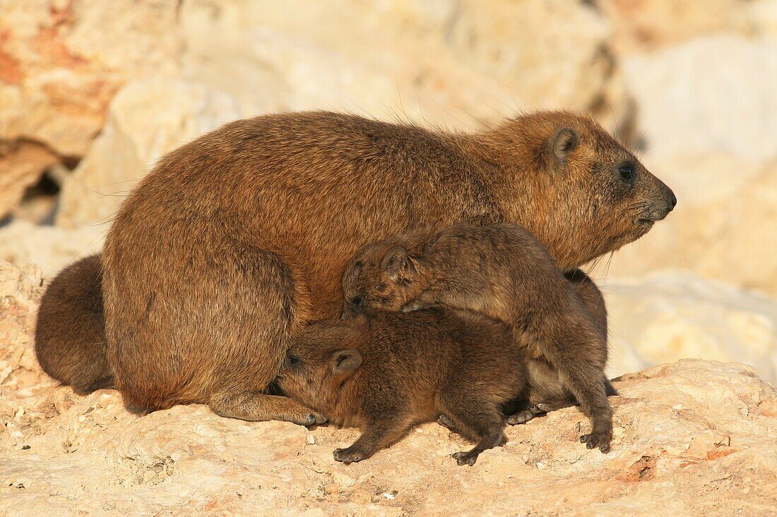 Israel, Judean Desert, Rock Hyrax, Procavia capensis