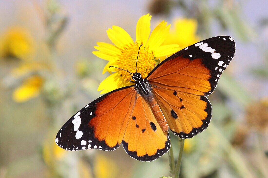 Plain Tiger Danaus chrysippus AKA African Monarch Butterfly shot in Israel, October