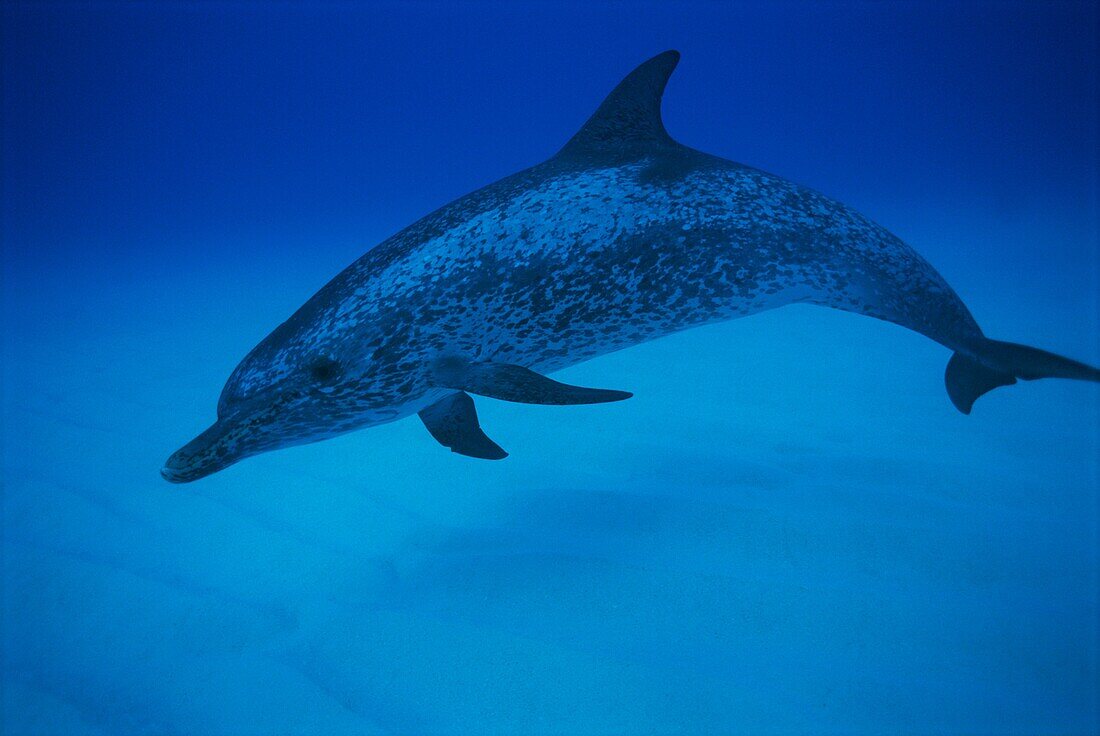 Spotted dolphin Stenella frontalis on Little Bahama Bank, Bahamas, West Indies, Central America