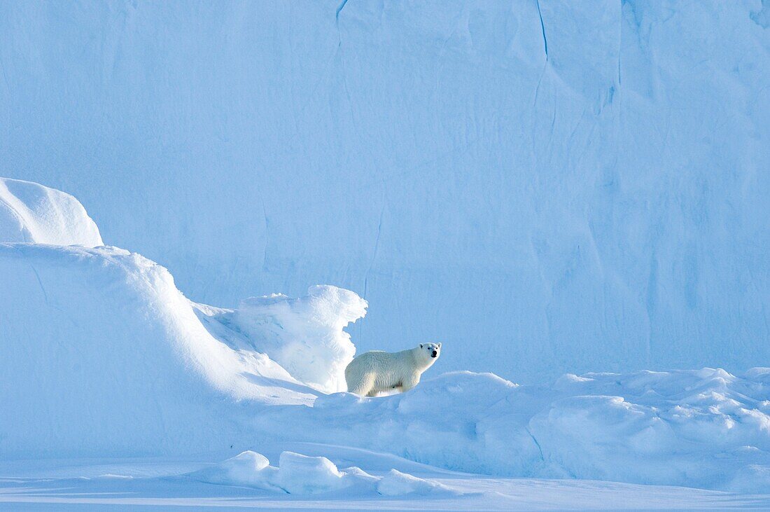 Female polar bear standing and scenting the air