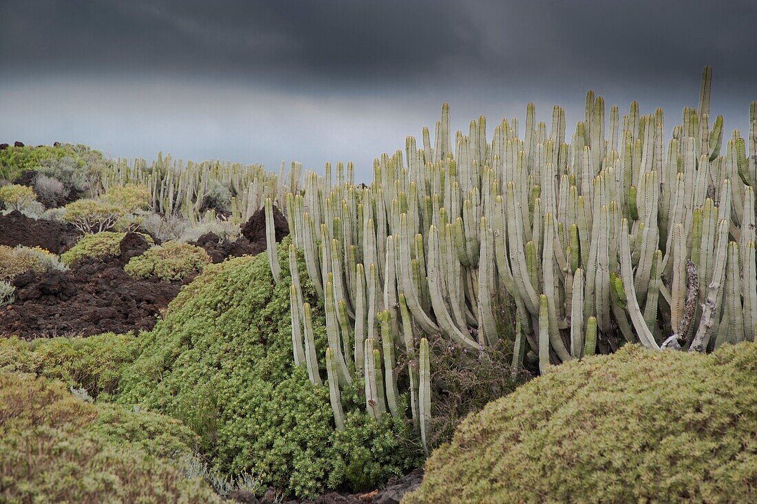 Special Nature Reserve Güímar badlands. Tenerife. Canary Islands. Spain