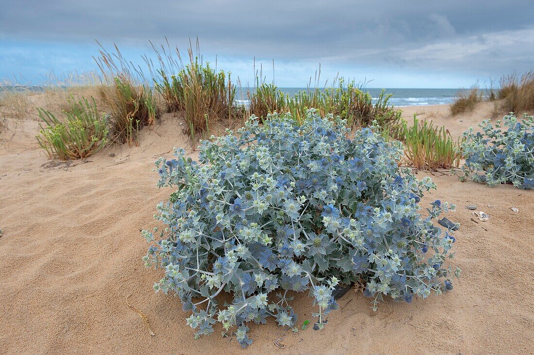 Flora of the Odiel Marshes Natural Park. Biosphere Reserve. Thistle Tues. Eryngium maritimum. Huelva. Andalucia. Spain