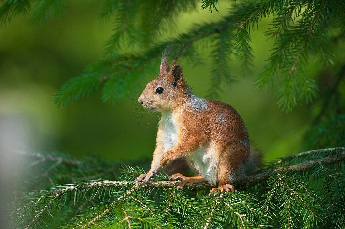 Red Squirrel, Finland, Scandinavia, Europe