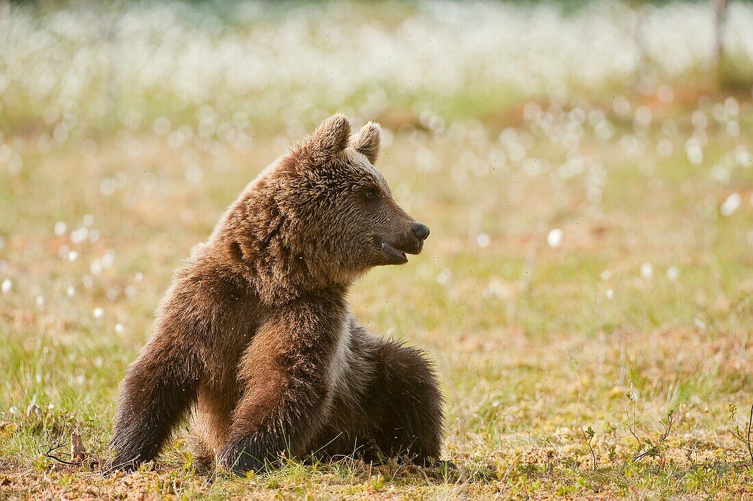 European brown bear Ursus arctos arctos. Finland. Scandinavia. Europe